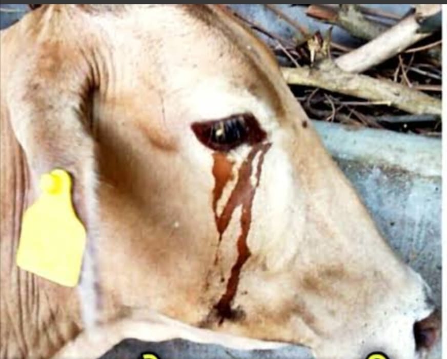 WhatsApp Image 2025-08-06 at 7.17.37 AM