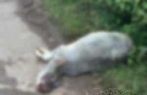 अज्ञात वाहनों से कुचल कर पांच गौवंशों की दर्दनाक मौत