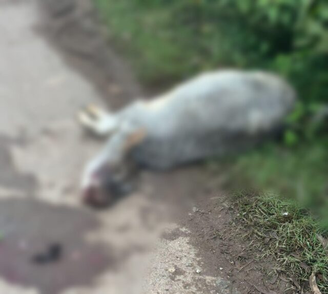 1f0646df-69a0-43af-9c33-2c140f3d945d