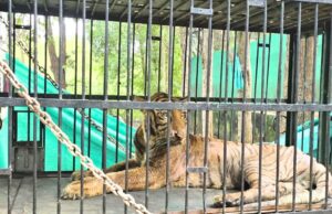 छत्तीसगढ़ की बाघिन ‘बिजली’ नहीं रही, इलाज के दौरान गुजरात में हुई मौत