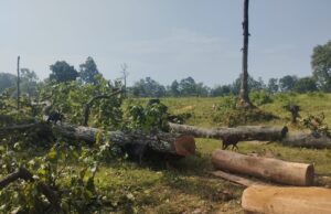 बड़ी खबर एमसीबी से- लकड़ी तस्कर सक्रिय,लाखों की इमारती सराई पेड़ की कटाई,राजस्व एवं वन विभाग ने साधी चुप्पी