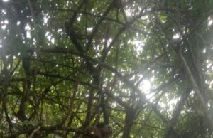 ग्राम पंचायत बुर्कलंका में संदिग्ध परिस्थितियों में आत्महत्या का मामला।