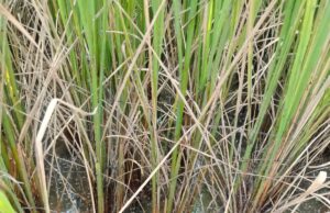 ग्रीष्म कालीन धान मक्का फसल के पानी देने की घोषणा करे सरकार