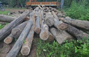 CG News : बीजापुर में वन विभाग की बड़ी कार्रवाई, अवैध सागौन लकड़ी का भंडार जब्त