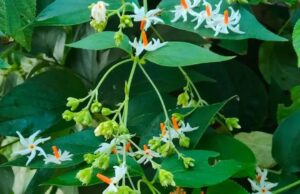 समुद्र मंथन से निकला बहुमूल्य रत्न जो है अब धरती पर – जानिए किसे कहा गया कल्पवृक्ष