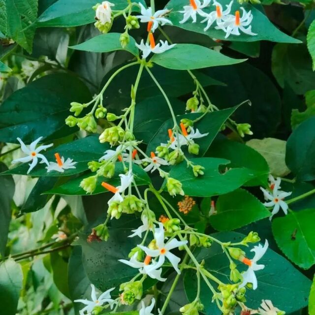 WhatsApp Image 2025-10-21 at 4.06.22 PM