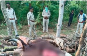 अर्जुनी परिक्षेत्र में गौर के शिकार की घटना पर वन विभाग की त्वरित कार्रवाई,लापरवाही पर वनरक्षक निलंबित