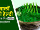 बाल झड़ने से परेशान? अपनाएं ‘सहजन’ का जादू – मजबूत और घने बालों के लिए प्राकृतिक उपाय