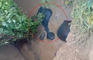 छत्तीसगढ़ में चार हाथी कुएं में गिरे, तीन निकाले गए सुरक्षित, एक अब भी फंसा, वन विभाग कर रहा रेस्क्यू