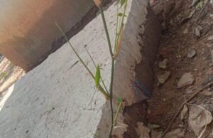 निवृत होते लोग समा सकते हैं इस जुगाडू सेप्टिक टैंक में!