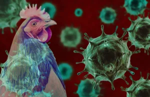 अमेरिका में बर्ड फ्लू से पहली संदिग्ध मौत, स्वास्थ्य विभाग में हड़कंप