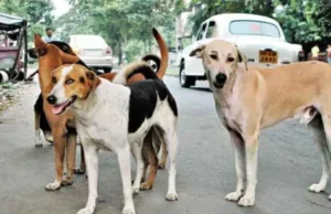 स्कूल प्राचार्यों को मिला नया फरमान: अब भरेंगे आवारा कुत्तों की डिटेल, DPI ने जारी किया आदेश