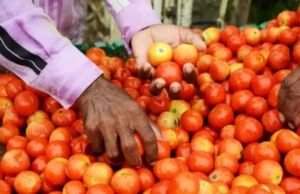 टमाटर के तेवर तगड़े! 15 दिन में 50% महंगा, रसोई का बजट बिगड़ा