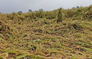 किसान सावधान: फसल नुकसान की सूचना 72 घंटे में दें, तभी मिलेगा बीमा का पूरा लाभ खरीफ 2025 के लिए प्रधानमंत्री फसल बीमा योजना लागू, कृषि विभाग ने जारी किए दिशा-निर्देश