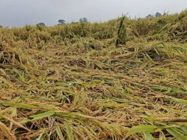 WhatsApp Image 2025-11-01 at 4.25.59 PM