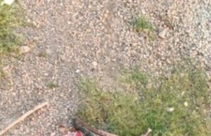 अरपा पुल के नीचे मिला सड़ा-गला शव, थाना सीमा को लेकर पुलिस में असमंजस – खंभे गिनकर तय हुई सीमा