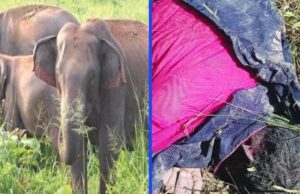 कोरबा जिले के करतला वन परिक्षेत्र में देर रात हाथी के हमले से एक किसान की मौत