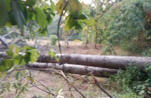 जिला शक्ति के ग्राम पंचायत तेंदुटोहा में बिना अनुमति पेड़ों की अंधाधुंध कटाई, जिम्मेदार विभाग मौन