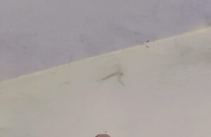 अगहन गुरुवार पर जगन्नाथ मंदिर में आया सफेद उल्लू; उमड़ी श्रद्धालुओं की भीड़