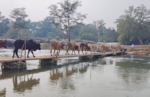 मंगनार में ग्रामीणों का जुगाड़ पुल वायरल, स्थायी पुल की उठी जोरदार मांग दंतेवाड़ा-बीजापुर सीमा पर वर्षों से जारी है ग्रामीणों की परेशानी