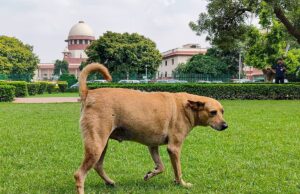 सुप्रीम कोर्ट का बड़ा आदेश: सड़कों से हटें आवारा कुत्ते, नसबंदी कर शेल्टर होम में रखने के निर्देश