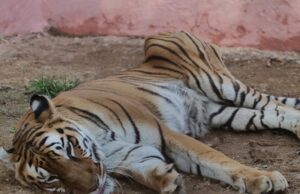 कानन पेंडारी जू की बाधिन ‘रागिनी’ ने कहा अलविदा, काजीरंगा से रेस्क्यू होकर 2018 में पहुंची थी बिलासपुर