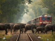 असम में बड़ा रेल हादसा: राजधानी एक्सप्रेस से टकराए हाथियों का झुंड, 8 की मौत, ट्रेन के 5 डिब्बे पटरी से उतरे
