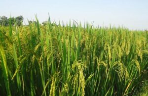 किसानों की धान खरीदी में अनियमितता, उपजाऊ जमीन होने पर भी कम तौल; किसान परेशान