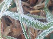 छत्तीसगढ़ में शीतलहर का असर तेज: ओस जमी, बर्फ जैसी परत दिखी; मैनपाट में तापमान 4 डिग्री से नीचे