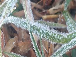 छत्तीसगढ़ में शीतलहर का असर तेज: ओस जमी, बर्फ जैसी परत दिखी; मैनपाट में तापमान 4 डिग्री से नीचे