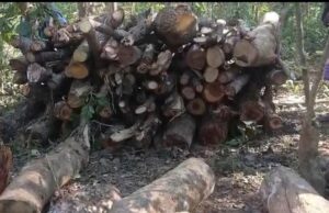 पेद्दाकोडे़पाल जंगल में छंटाई के नाम पर पेड़ों की अंधाधुंध कटाई