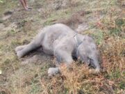 रायगढ़ में हाथी शावक की दर्दनाक मौत, तीन महीनों में पांचवीं घटना से वन विभाग अलर्ट