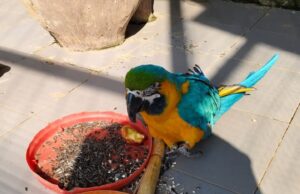 जगदलपुर के लामनी एवियरी में आए नए मेहमान