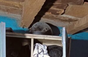 समाजसेवी भाजपा नेता के घर लाखों की चोरी, 3 महीने से उरगा पुलिस के हाथ में कोई पक्का सुराग नहीं!