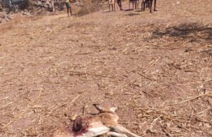 गांव के करीब पहुंच कर शेर ने किया हिरण का शिकार