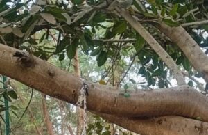 नरैया तालाब के पास पेड़ से लटकी मिली अज्ञात युवती की लाश