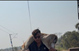 कोरबा में मानवता की मिसाल: रेलवे पटरी से तीन घायल गौवंशों को कंधों पर उठाकर बचाया, युवाओं की साहसिक पहल
