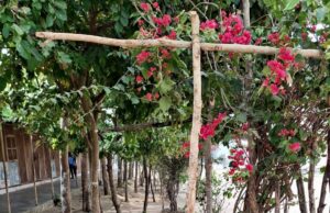 पोटाकेबिन में ‘वेस्ट वॉटर मैनेजमेंट’ के जरिए लहलहा उठी बगिया