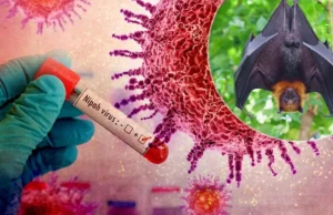 बांग्लादेश में निपाह वायरस से महिला की मौत की WHO ने की पुष्टि, दक्षिण एशिया में बढ़ी सतर्कता