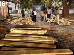 आम की लकड़ियों के नीचे छिपी थी सागौन की खेप, वन विभाग ने पकड़ी तस्करी