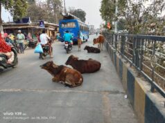 सुकमा नगर में मवेशियों का जमावड़ा, दुर्घटना की संभावना..राहगीर परेशान