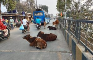 सुकमा नगर में मवेशियों का जमावड़ा, दुर्घटना की संभावना..राहगीर परेशान