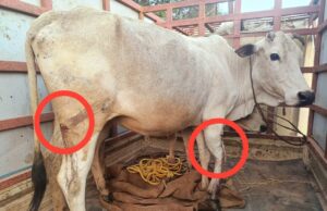 मतांतरित युवक ने गाय-बछड़ों पर किया टंगिया से हमला