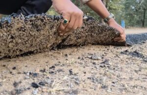 पीएमजीएसवाई में बड़ा घोटाला उजागर 2.42 करोड़ की सड़क एक हफ्ते में उखड़ी, ठेकेदार पर सख्त कार्रवाई की मांग