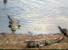 कोटमी सोनार किले की खाई में रहते हैं मगरमच्छ…