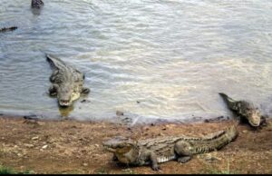 कोटमी सोनार किले की खाई में रहते हैं मगरमच्छ…