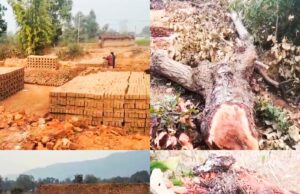 चान्दों वन परिक्षेत्र में अवैध कटाई का खुला खेल, ईंट भट्टों के लिए काटे जा रहे बहुमूल्य साल वृक्ष