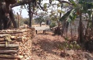 गांव में घुस आया शेर, गाय को बनाया शिकार