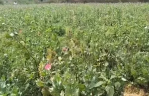 तरबूज-खीरे के खेत में छुपी अफीम की खेती! रायगढ़ पुलिस ने झारखंड के दो आरोपियों को किया गिरफ्तार