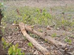 शंकरगढ़ वन परिक्षेत्र के बेलकोना गांव में उजड़ रहा घना जंगल, ग्रामीणों में आक्रोश — वन विभाग पर उठे गंभीर सवाल